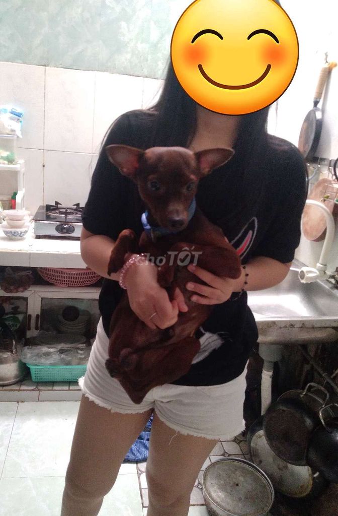 Chó Phốc Hươu Đực Nâu 8 tháng. Mua bán Chó tại Quận Thanh Khê Đà Nẵng được đăng bởi Anna Nguyễn hình 1