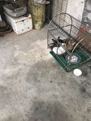 Bán cho cảnh. Mua bán Chó tại Huyện Xuân Trường Nam Định được đăng bởi Tên chưa cung cấp