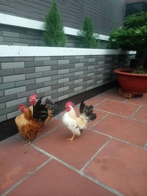 Gà Serama trống mai trưởng thành 400.000đ/1 con. Mua bán Gà tại Quận 12 Tp Hồ Chí Minh được đăng bởi Nguyễn Tấn Luân
