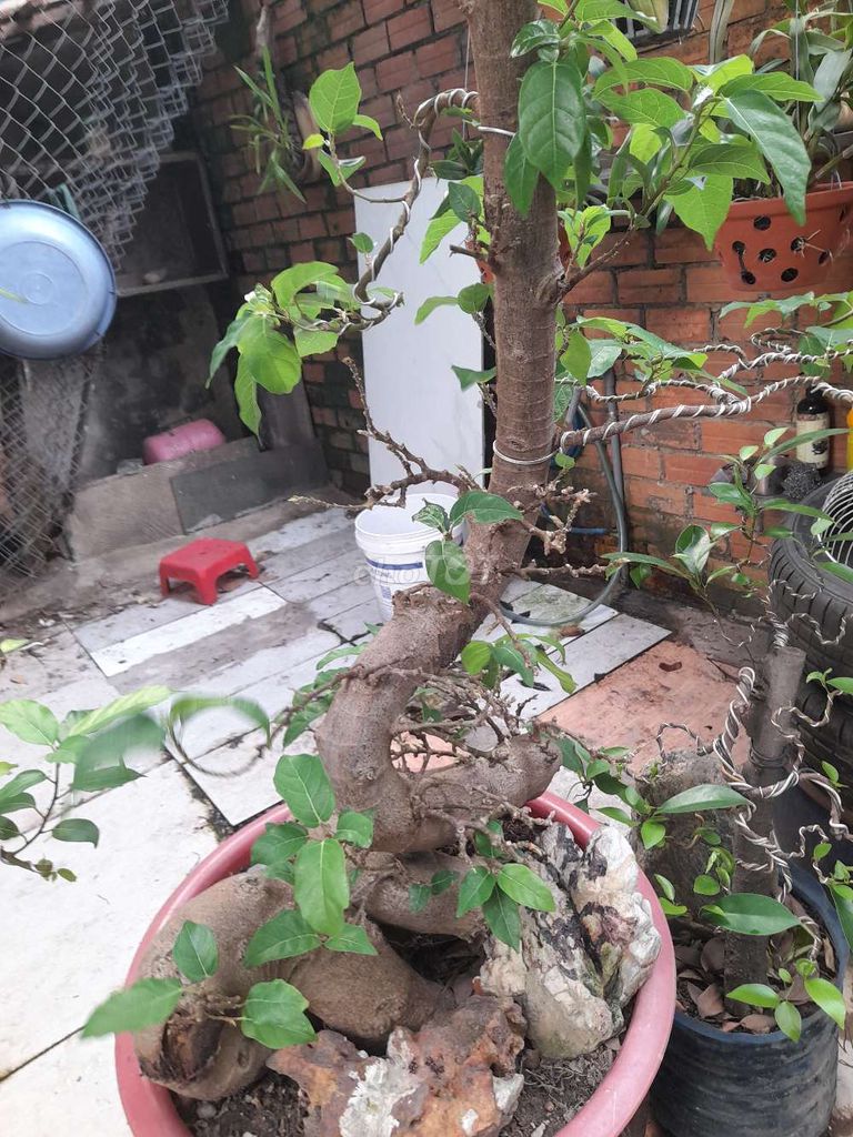 Cây sung. Mua bán Cây cảnh, đồ trang trí tại Quận Tân Bình Tp Hồ Chí Minh được đăng bởi PHƯƠNG NAM hình 1