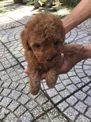 poodle con chó nhà mình đẻ ra ạ. Mua bán Chó tại Huyện Mỏ Cày Nam Bến Tre được đăng bởi Cô Ba