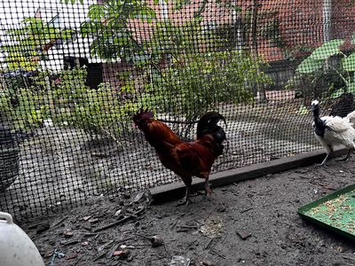 gà hơ mông bản địa. Mua bán Gà tại Huyện Củ Chi Tp Hồ Chí Minh được đăng bởi An Yên