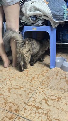 Mèo Anl Long Dài. Mua bán Mèo tại Thành phố Thủ Đức Tp Hồ Chí Minh được đăng bởi Nam Võ