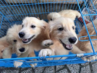 Golden Thuần chủng bố mẹ tại nhà. Mua bán Chó tại Thành phố Thủ Dầu Một Bình Dương được đăng bởi Tuyet Anh