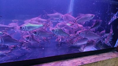 Phi phụng vây đỏ,chuẩn sọc,size 11/12cm,bodyđẹp. Mua bán Thú cưng khác tại Quận Bình Tân Tp Hồ Chí Minh được đăng bởi cacanhnamlong