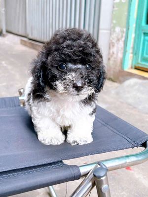 Bầy poodle