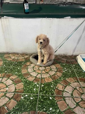 poodle cái tơ , cần nhượng lại ạ