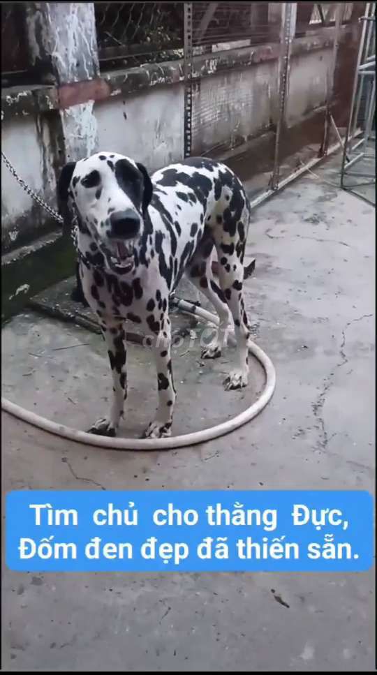 Chó Đốm Đực 9,10 tháng đã Thiến (triệt sản) sẵn...