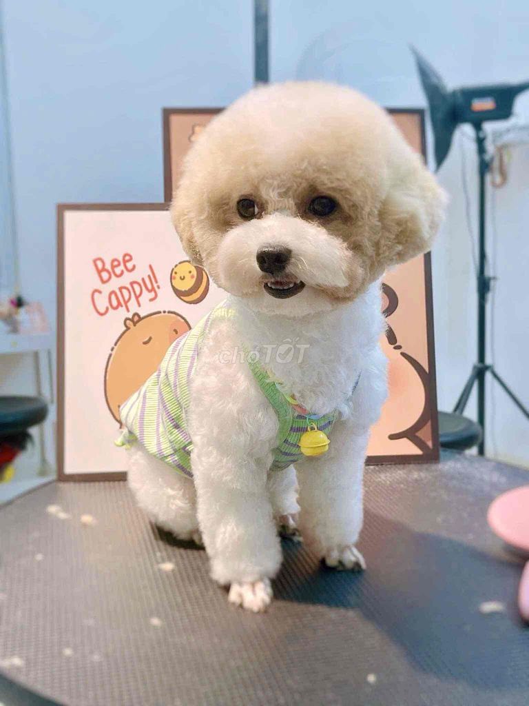 Chó Poodle Tiny Cái Bò sữa tìm nhà mới. Mua bán Chó tại Quận Bình Tân Tp Hồ Chí Minh được đăng bởi Thiên Lam hình 1