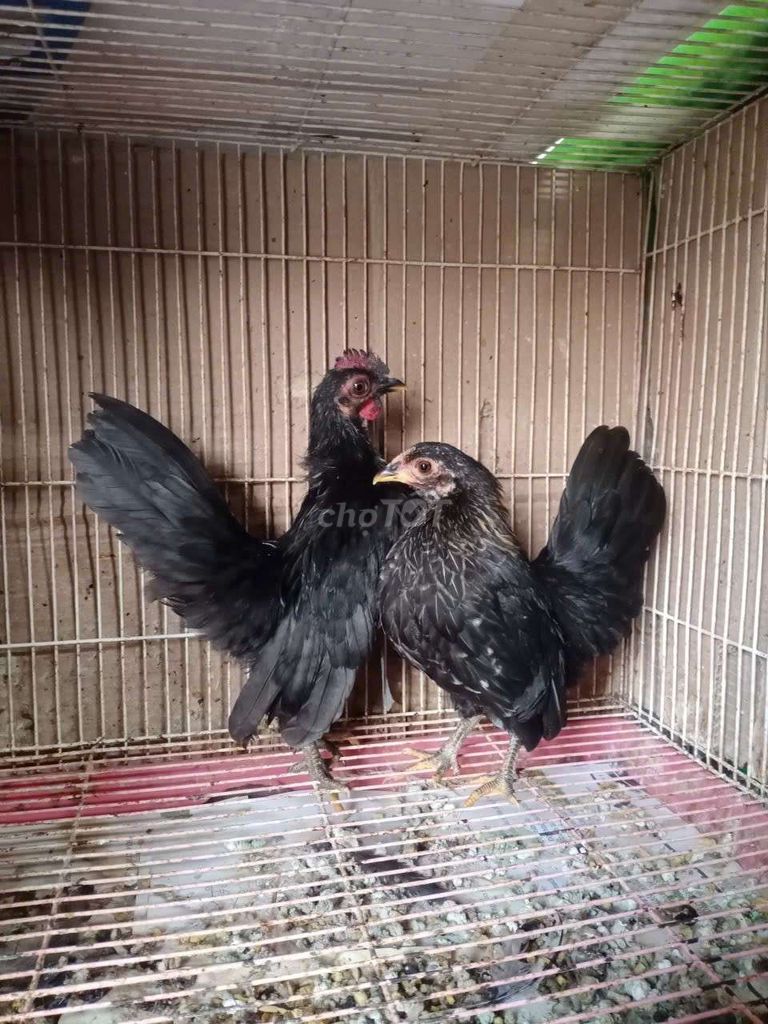 Cặp serama xám ô!. Mua bán Gà tại Quận 12 Tp Hồ Chí Minh được đăng bởi Nguyễn Hoài Nam hình 1