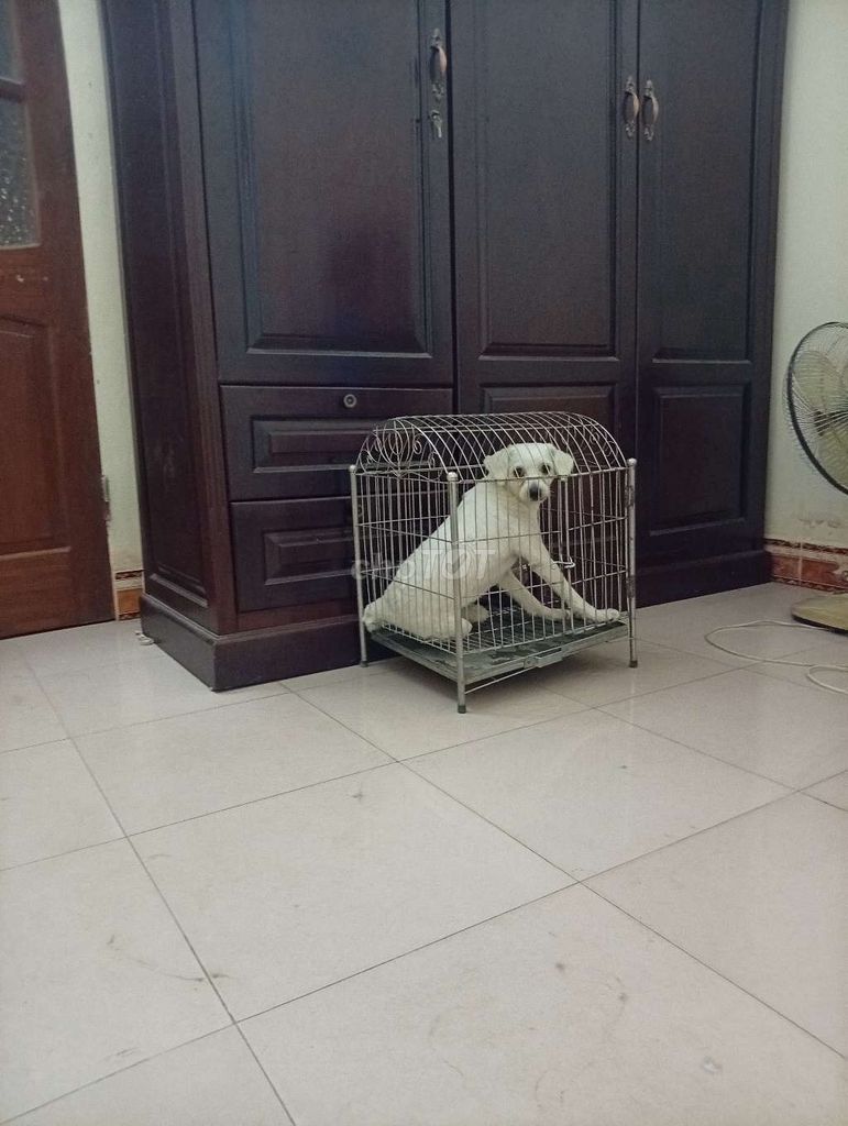 Chó Poodle Nâu vàng. Mua bán Chó tại Thành phố Thái Bình Thái Bình được đăng bởi minh hiếu hình 1