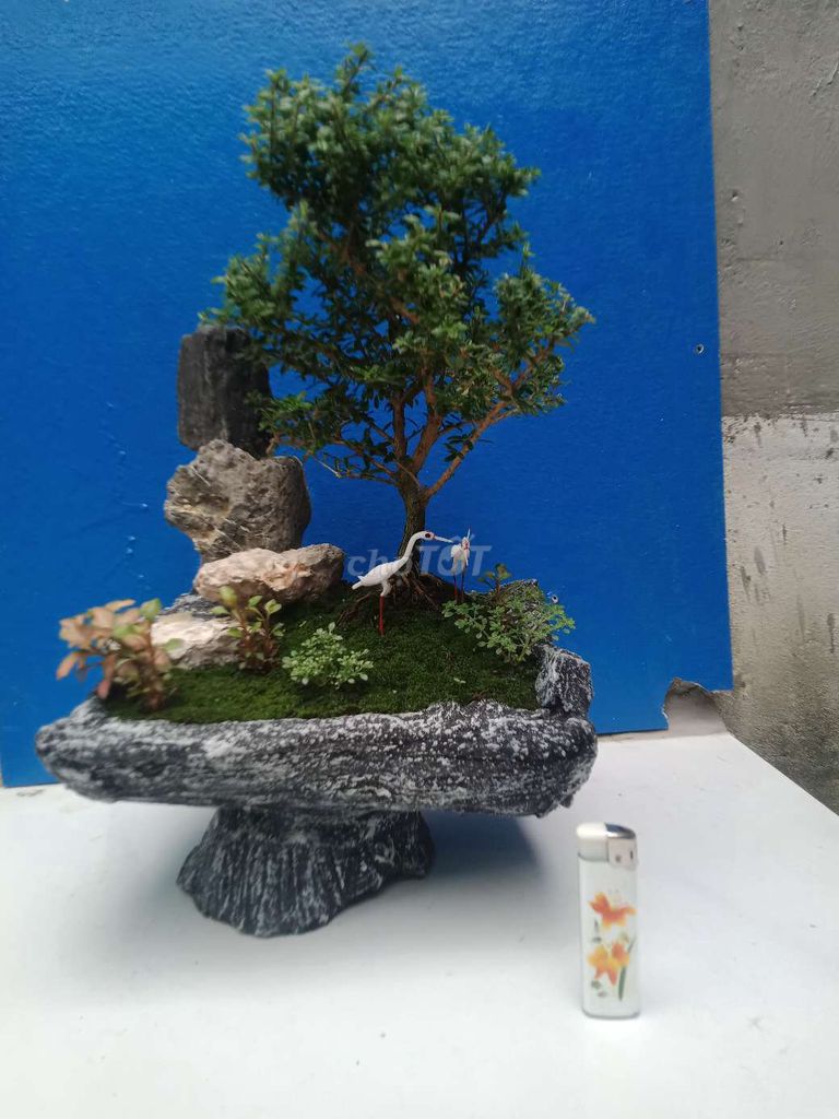 Tiểu cảnh bonsai Cây đá rêu Xanh xám. Mua bán Cây cảnh, đồ trang trí tại Huyện Hóc Môn Tp Hồ Chí Minh được đăng bởi Pham Long hình 1