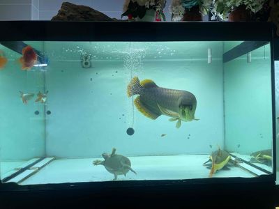 thanh lý cá rồng. Mua bán Thú cưng khác tại Quận Tân Phú Tp Hồ Chí Minh được đăng bởi nguyễn tuấn dũng 