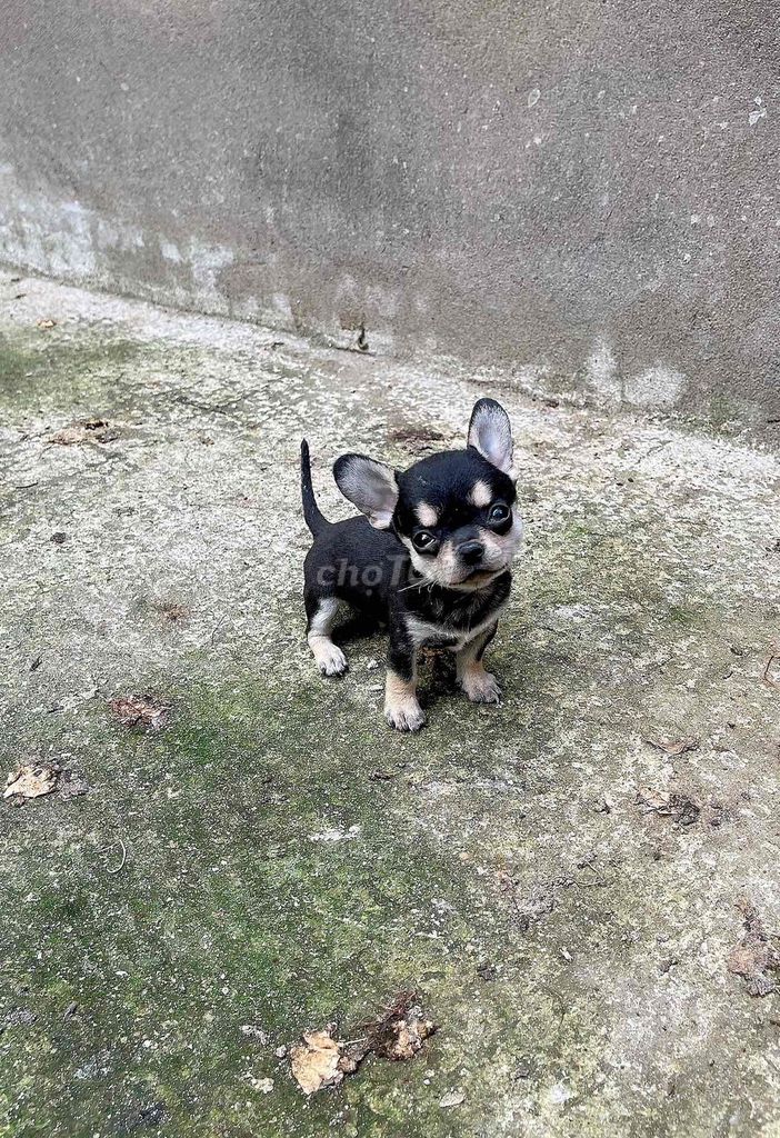 teacup chihuahua siêu mini. Mua bán Chó tại Quận Bình Thạnh Tp Hồ Chí Minh được đăng bởi Nguyễn phúc hình 1