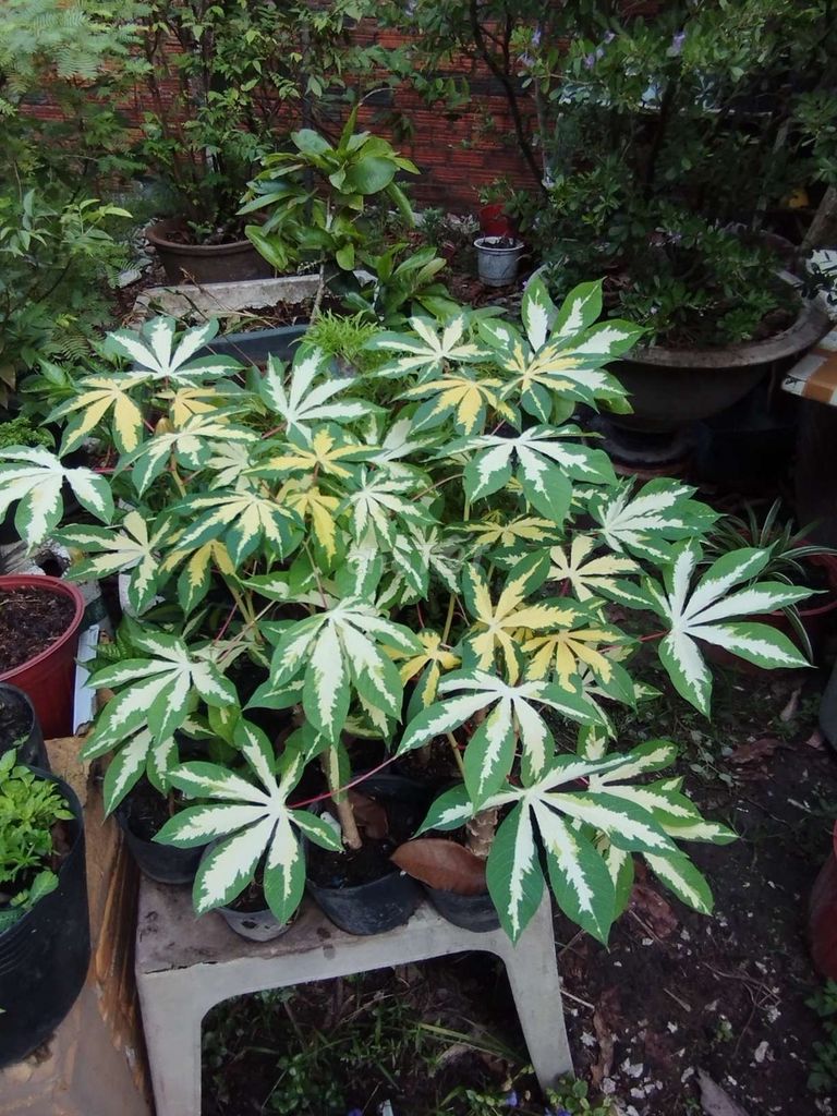 Khoai mì var xanh vàng trắng. Mua bán Cây cảnh, đồ trang trí tại Thành phố Thủ Dầu Một Bình Dương được đăng bởi tấn hình 1