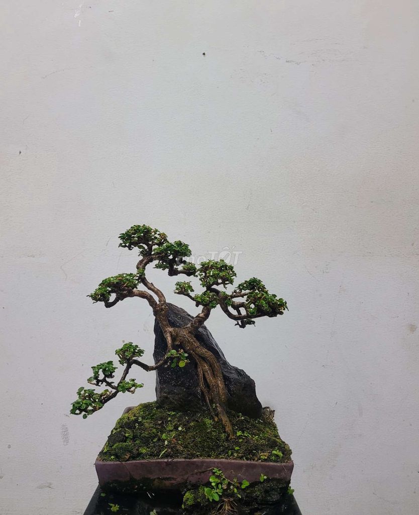 Bonsai Hương Sam ghép đá, đĩa vuông cạnh 16 cm