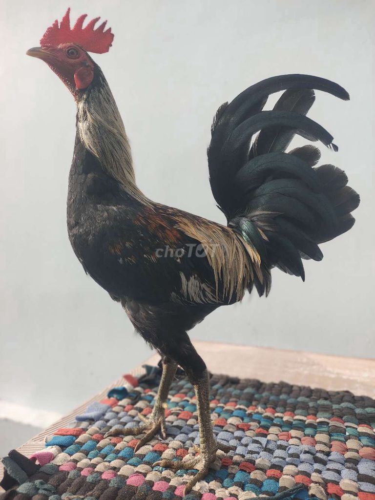 Gà chọi Cuban lai Mỹ đực chân xanh tơ zin. Mua bán Gà tại Thành phố Mỹ Tho Tiền Giang được đăng bởi Trại Gà Tre hình 1