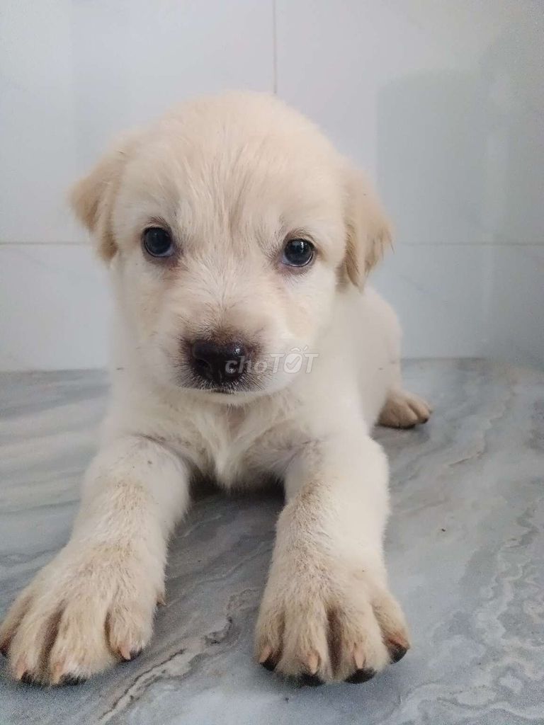 Chó Golden đực 1.5 tháng nhà sinh ngoan hiền. Mua bán Chó tại Quận 6 Tp Hồ Chí Minh được đăng bởi Tăng Chí Lương  hình 1