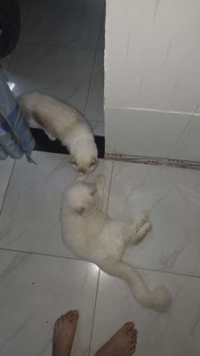 Mèo Ragdoll Đực Cái 1 tuổi 8 tháng