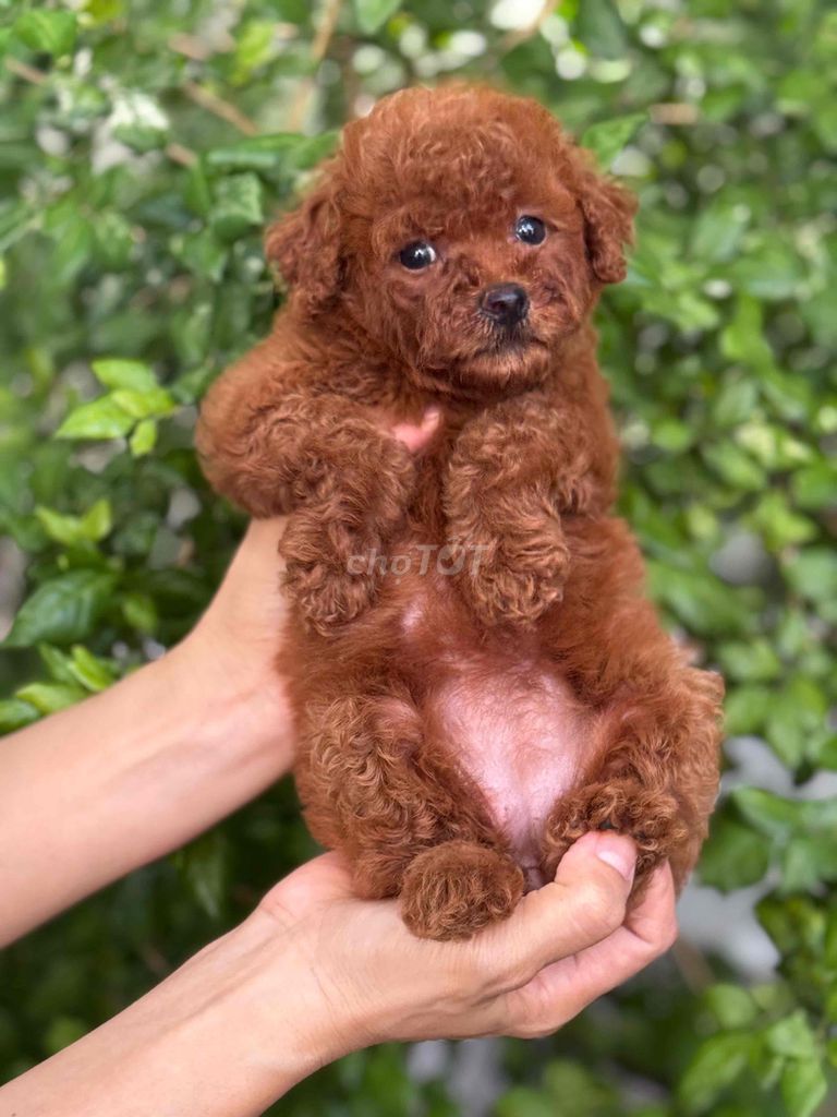 Chó Poodle nâu đỏ 2 tháng đã tiêm. Mua bán Chó tại Quận 6 Tp Hồ Chí Minh được đăng bởi Phạm Việt hình 1
