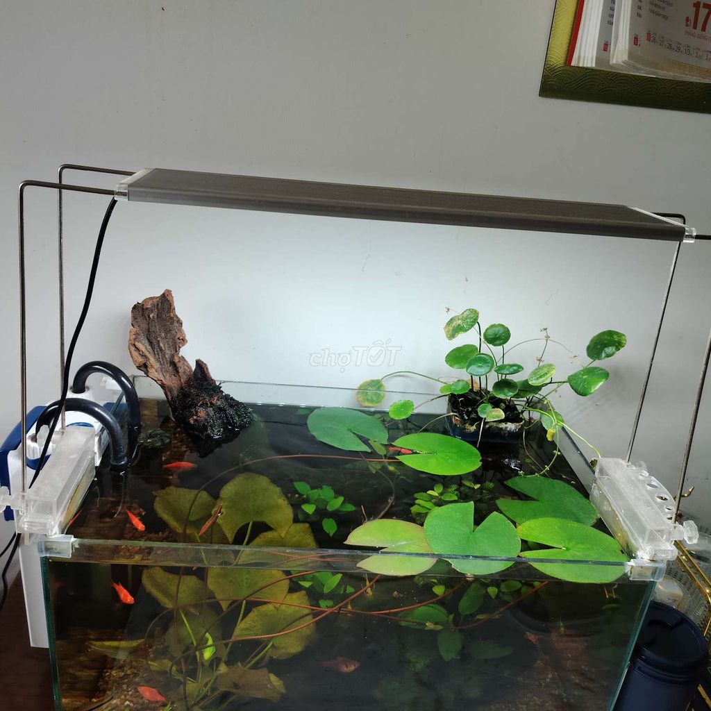 Hồ cá cảnh Việt Nhật Kính cường lực 60x30x30cm. Mua bán Phụ kiện, Thức ăn, Dịch vụ tại Quận Cầu Giấy Hà Nội được đăng bởi Dang Duy Hai hình 1