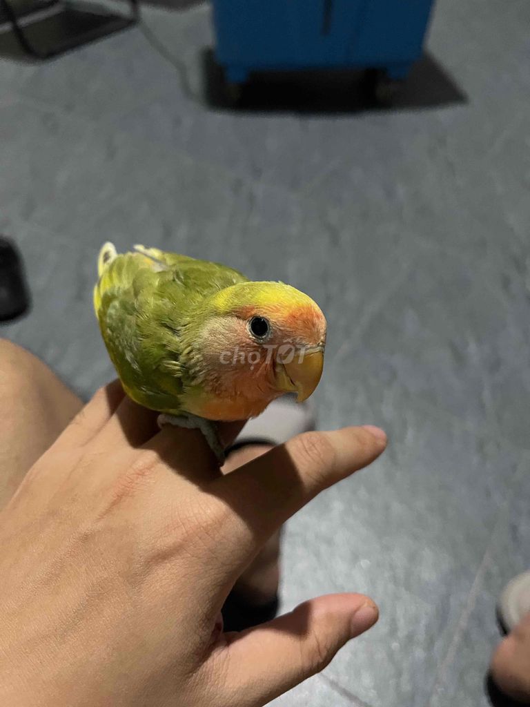 Vẹt Lovebird Pied 2 tháng. Mua bán Chim tại Thành phố Vinh Nghệ An được đăng bởi Mạnh Kiên hình 1