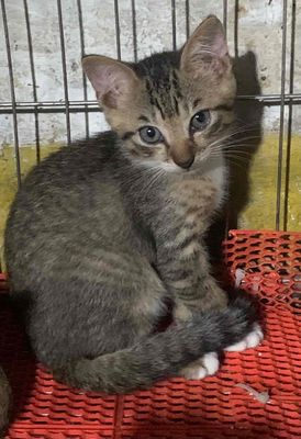 Mèo Anh lông ngắn Tabby đực 2 tháng