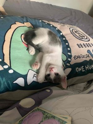 Tìm gia đình cho 3 bé Mèo Anh Lông Ngắn. Mua bán Mèo tại Quận Ba Đình Hà Nội được đăng bởi Linh