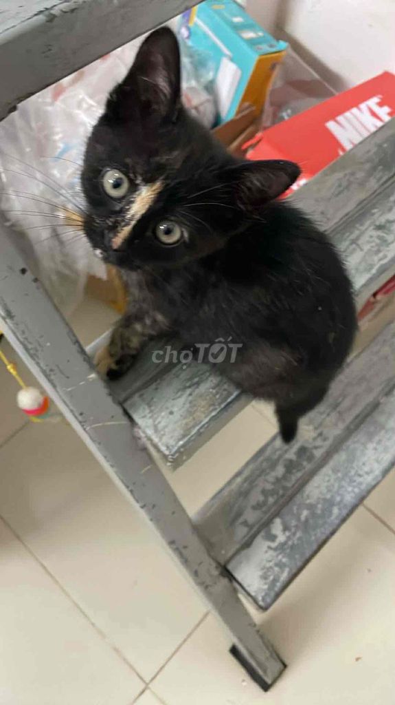 Mèo con Đen, nâu, trắng. Mua bán Mèo tại Quận Thanh Xuân Hà Nội được đăng bởi Thái Duy hình 1