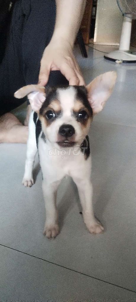 Chó lai chihuahua màu trắng đen. Mua bán Chó tại Quận Bình Thạnh Tp Hồ Chí Minh được đăng bởi Nguyen Huong hình 1