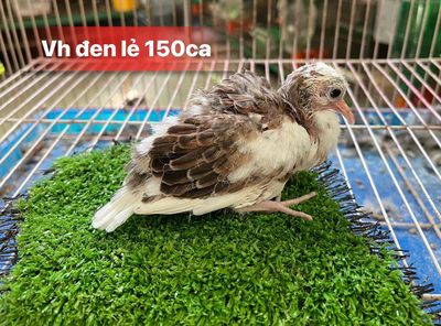 cu thái vh mới xuống ổ 150k