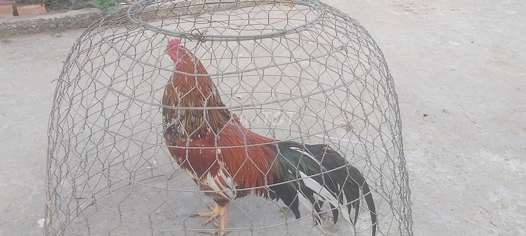 Gà đá uy tin chất lượng cao. Mua bán Gà tại Thành phố Bến Tre Bến Tre được đăng bởi Tran Khanh hình 1