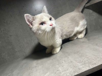 Bé ragdoll x munchkin cái 8th. Mua bán Mèo tại Quận Hà Đông Hà Nội được đăng bởi Kim long