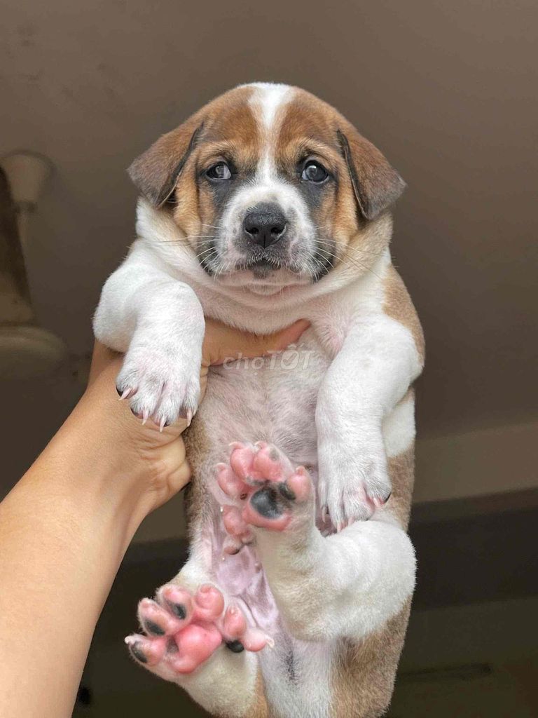 thúcưngsóp. Mua bán Chó tại Huyện Bình Chánh Tp Hồ Chí Minh được đăng bởi Duong tu linh hình 1