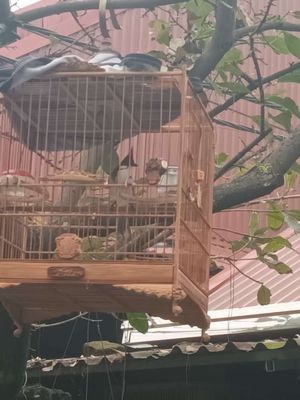 Bán chào mào 4 tháng lồng