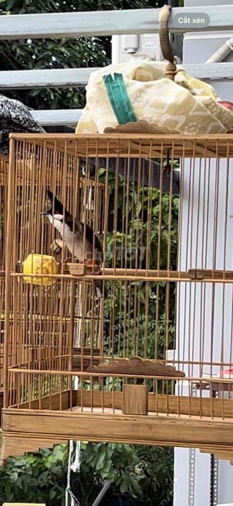 Chim chào mào bổi non trống. Mua bán Chim tại Huyện Hóc Môn Tp Hồ Chí Minh được đăng bởi Ơ Đây Chi Co Meo Xinh hình 1
