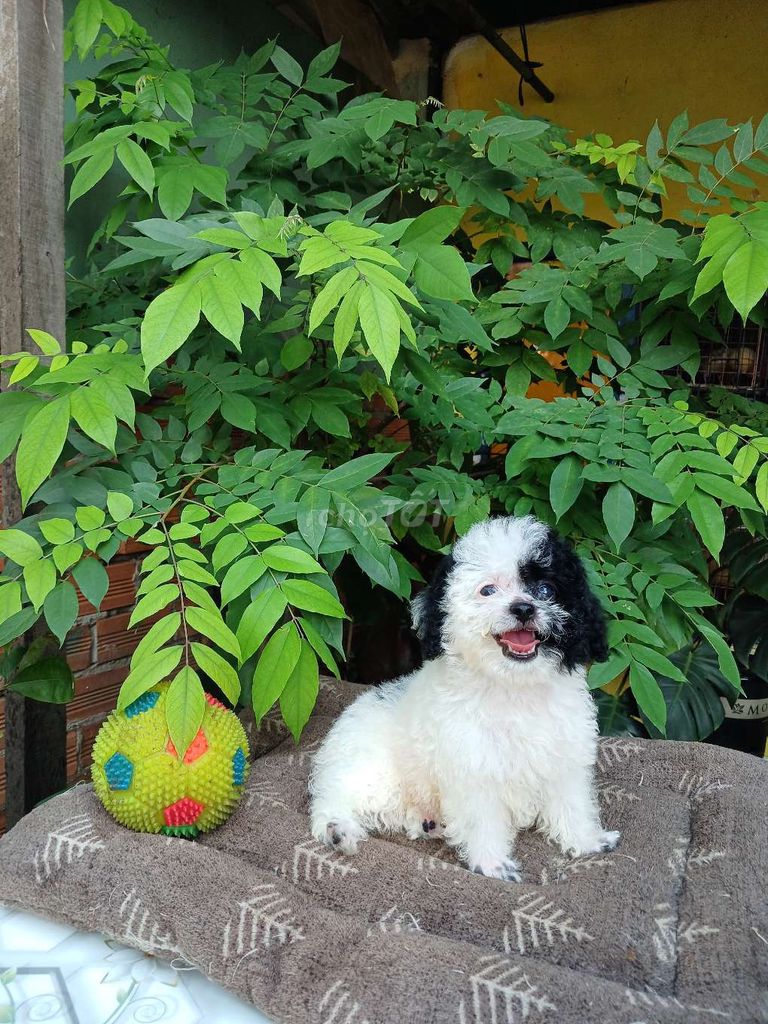 Poodle Bò sữa  mini siêu đáng yêu 😍