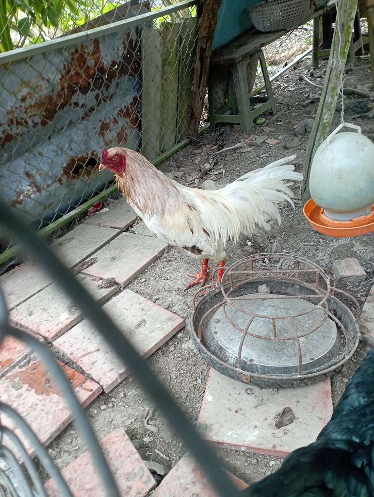 Gà chọi Lai Mỹ mái 3.5kg đã lành. Mua bán Gà tại Huyện Chợ Gạo Tiền Giang được đăng bởi Huy Lương hình 1