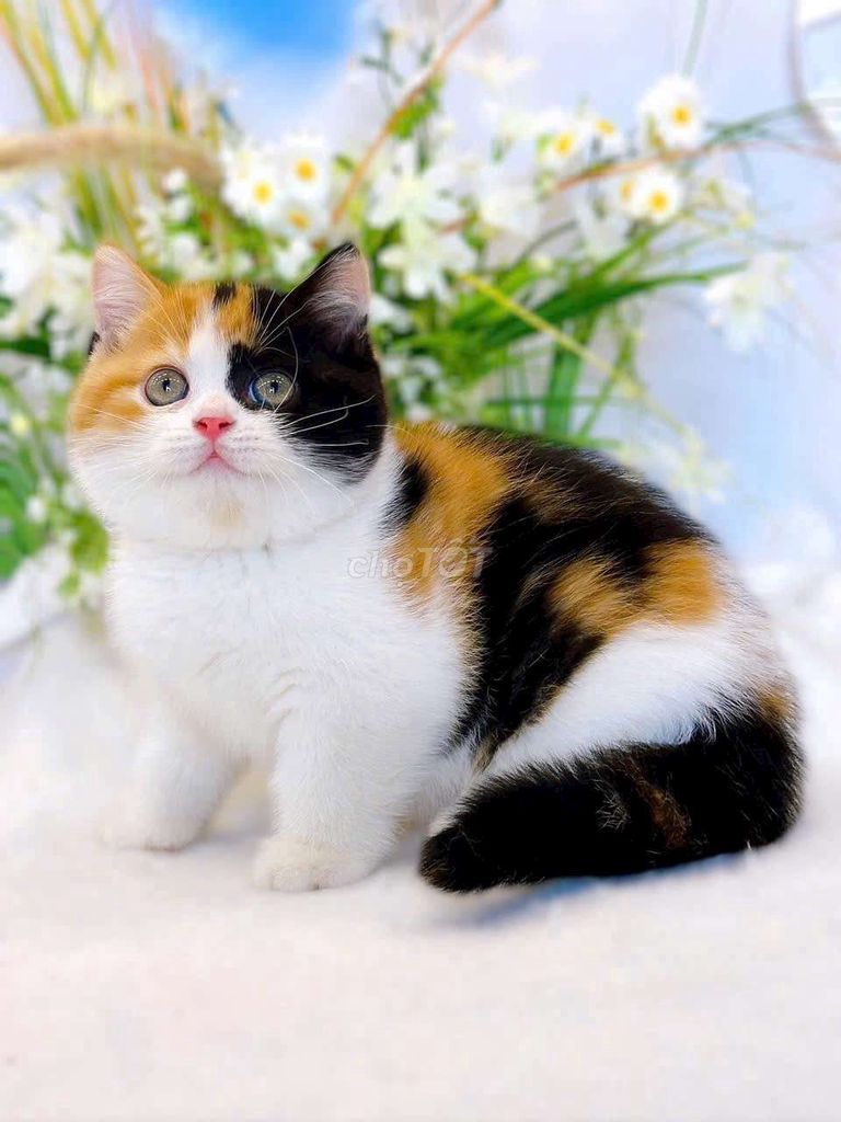 Mèo Munchkin, mèo tam thể cần tìm chủ