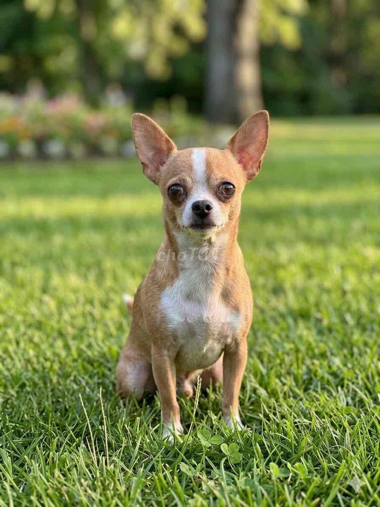 Chó chihuahua đực. Mua bán Chó tại Thành phố Thủ Đức Tp Hồ Chí Minh được đăng bởi BÁN THÚ CƯNG KHÔNG ĐĂNG ẢNH LỪA ĐẢO  hình 1