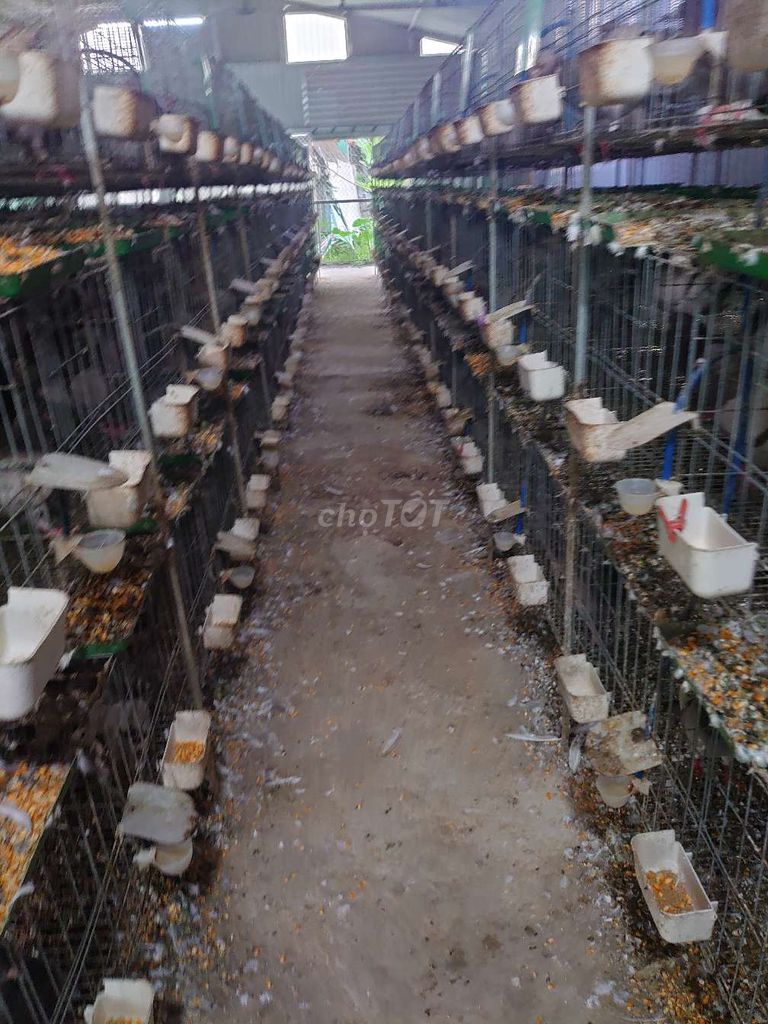 Chim thịt. Mua bán Chim tại Huyện Hoài Đức Hà Nội được đăng bởi Nguyễn thị hoa ly hình 1
