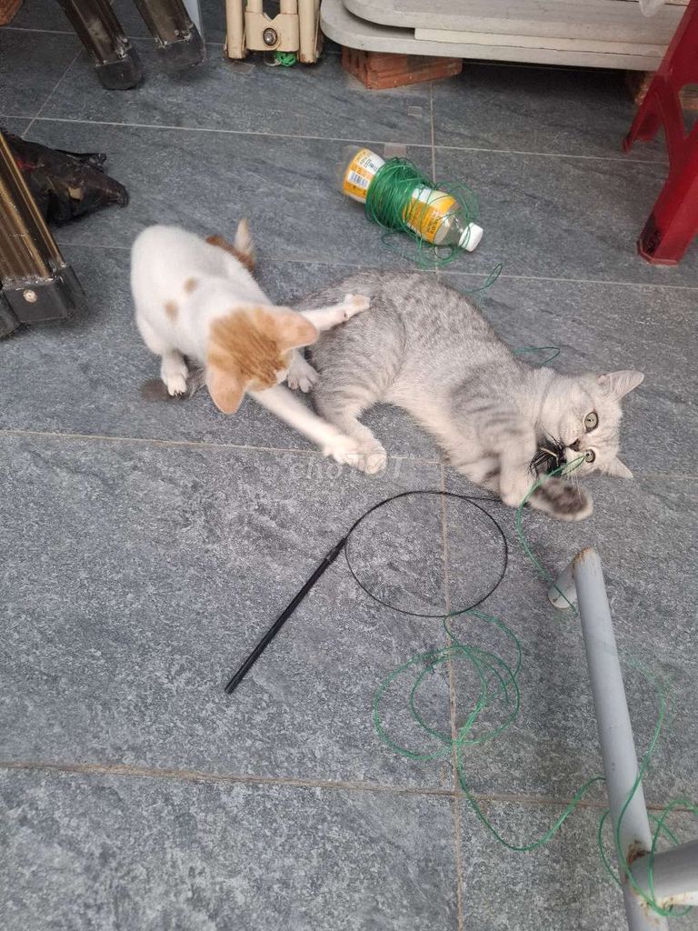 Mèo Anh Xám. Mua bán Mèo tại Quận Sơn Trà Đà Nẵng được đăng bởi Ngocvan hình 1