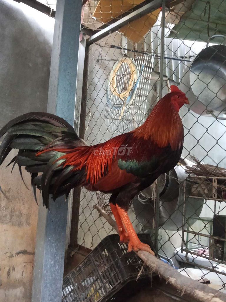 cặp gà chỉ để nọc. Mua bán Gà tại Huyện Cần Giờ Tp Hồ Chí Minh được đăng bởi Khang Lê hình 1