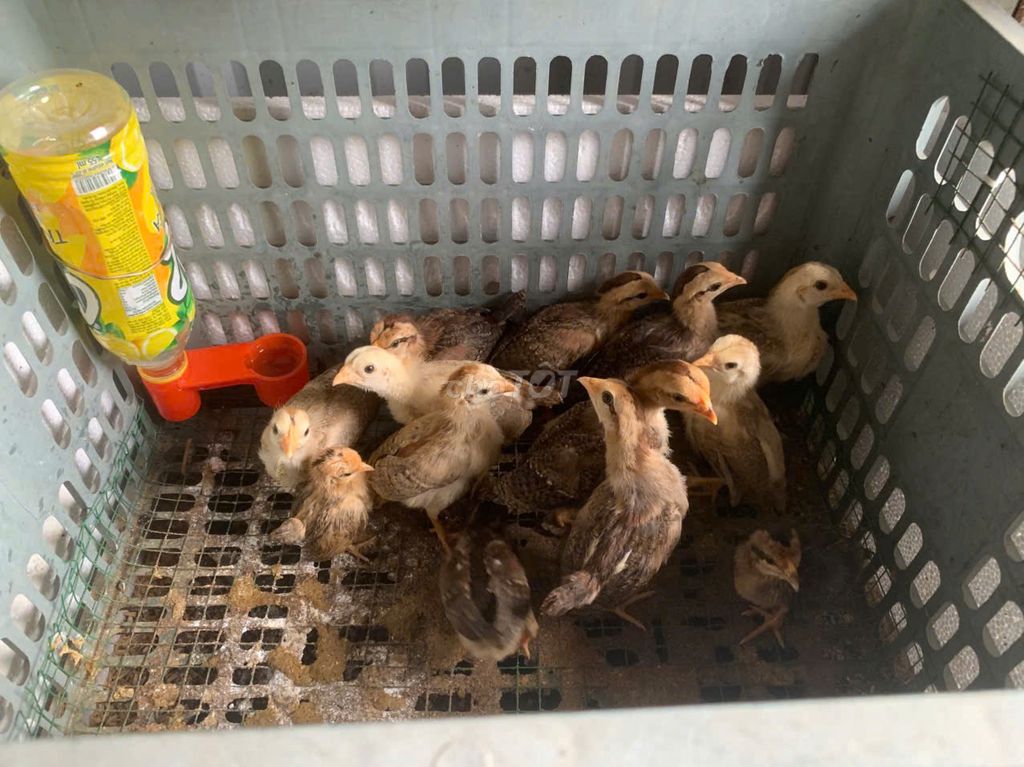 Gà tre lai Mỹ 45 ngày tuổi *12 con*. Mua bán Gà tại Thành phố Thủ Dầu Một Bình Dương được đăng bởi phong le hình 1