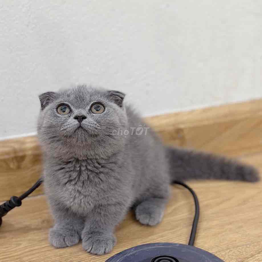 Mèo chân ngắn tai cụp đã tiêm phòng. Mua bán Mèo tại Huyện Hoài Đức Hà Nội được đăng bởi Mei Mei hình 1