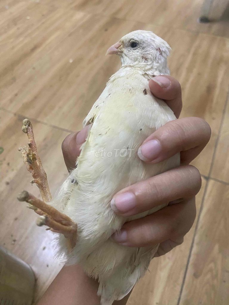 Chim cút trống màu Trắng. Mua bán Chim tại Huyện Nhà Bè Tp Hồ Chí Minh được đăng bởi Ndung hình 1