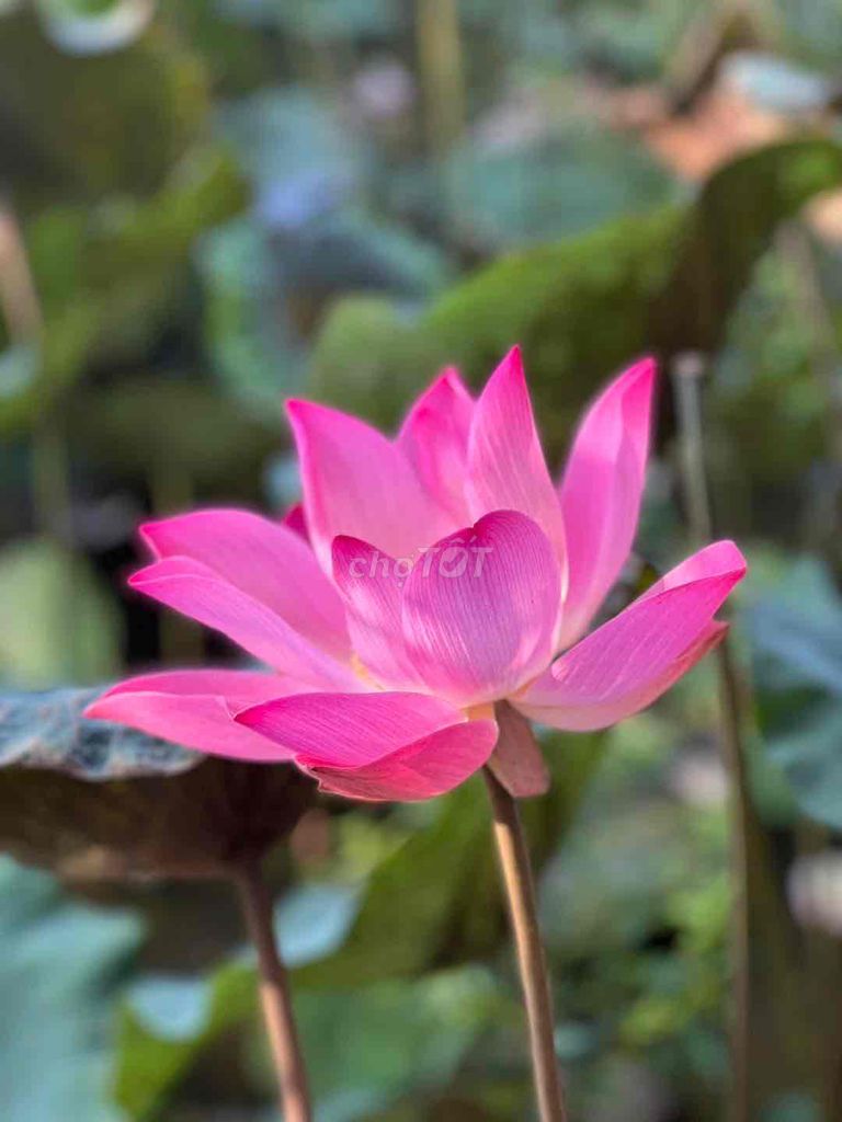 Tuyển Kế Toán Trưởng