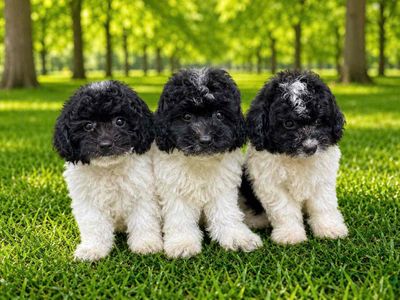 Poodle Bò Sữa thuần chủng