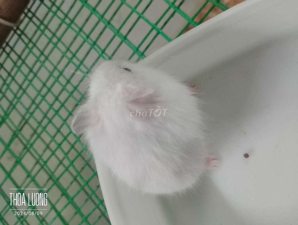 Chuột hamster baby