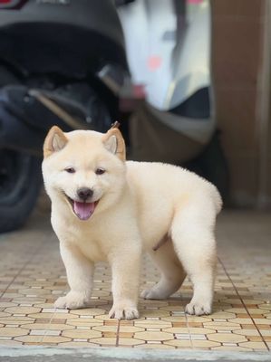 Chó Mông Cộc Đực Kem Đẹp + Lưỡi Đốm (Chuẩn Giống)